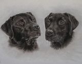 black20labs04.jpg image by tchmidt71
